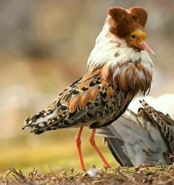 Камышница и лысуха