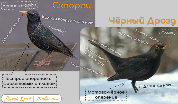 Длиннохвостый блестящий скворец самец и самка