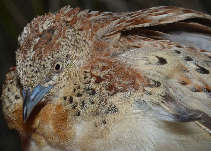 Duduk Bird