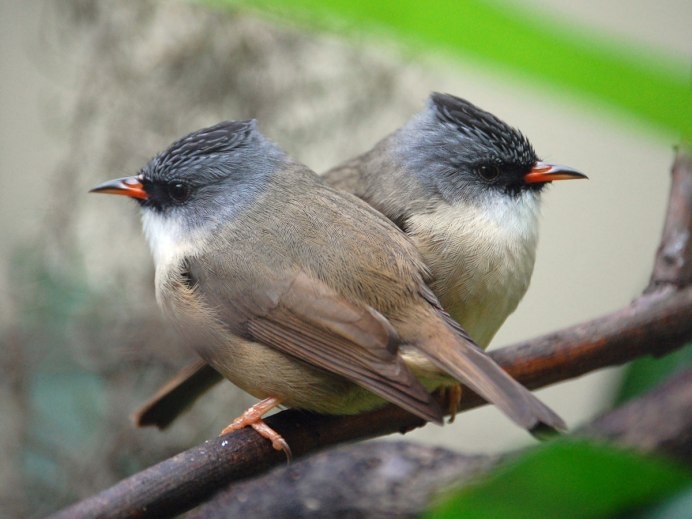 Yuhina brunneiceps