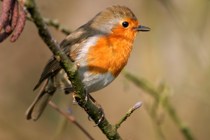 Bird of Columbia