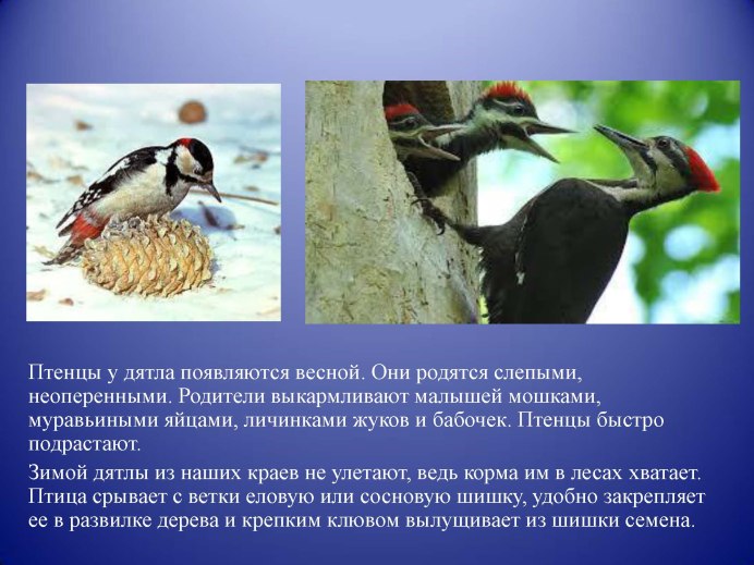 Гнездо дятла Желны