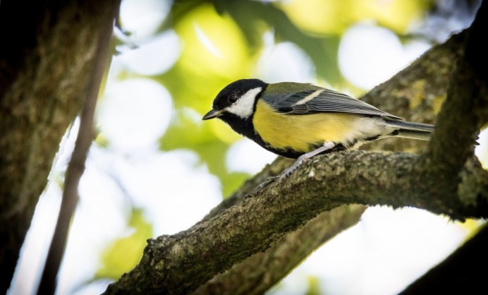 Синица Parus Major