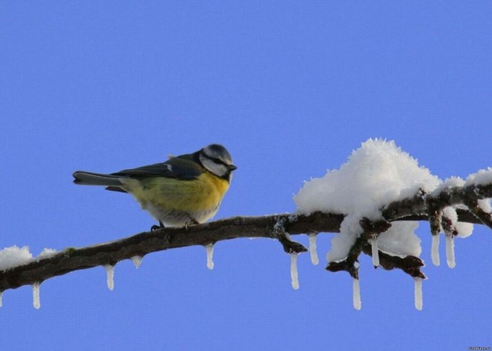 Много птиц