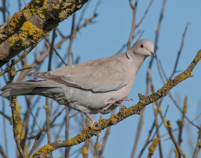 Кольчатая Горлица Streptopelia decaocto