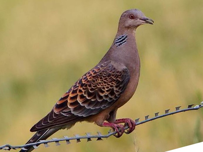 Дикий голубь Горлица