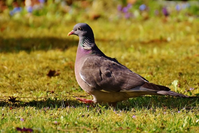 Горлица большая (Streptopelia orientalis)