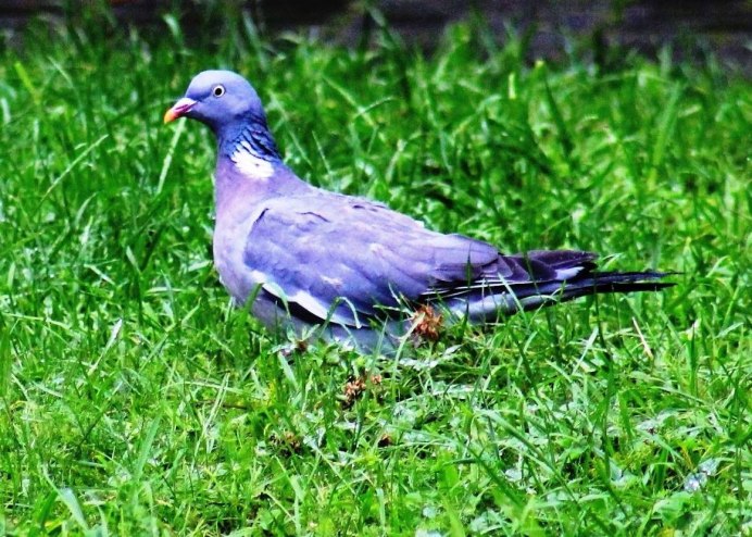 Дикий голубь Горлица