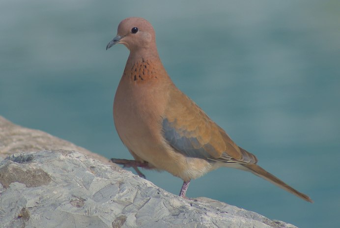 Золотая Горлица