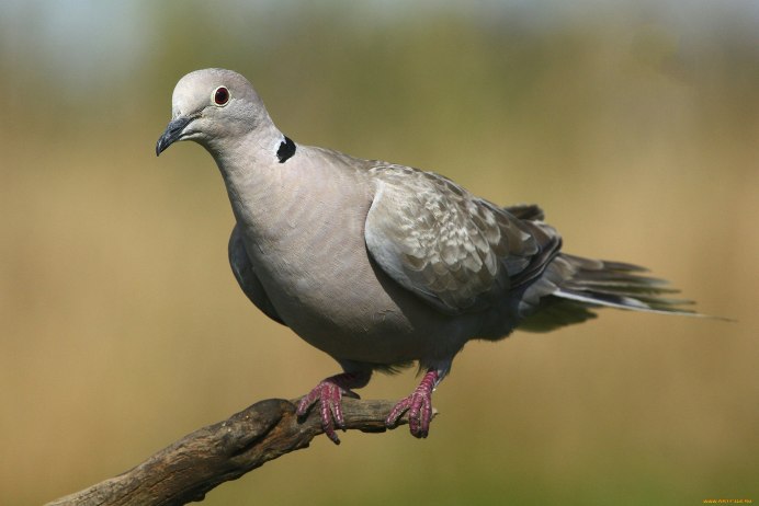 Горлица Кавказская