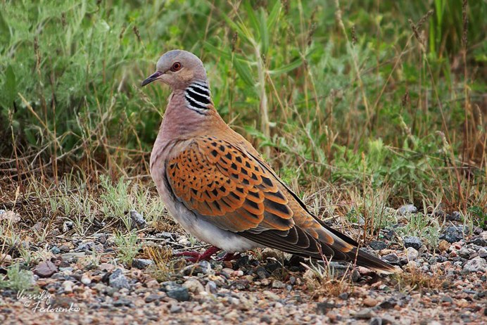 Птичка Горлица