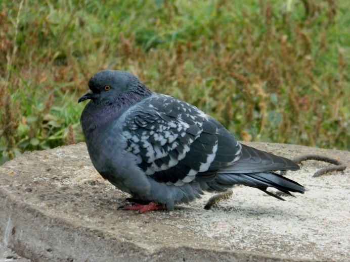 Фото голубя птицы крупным планом