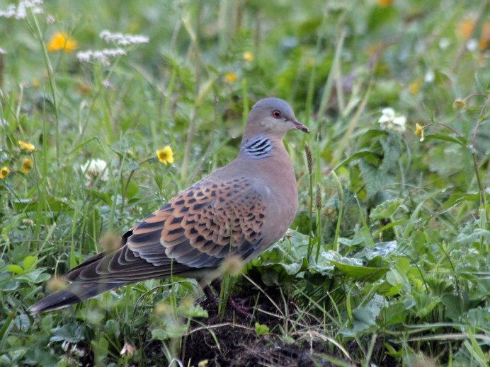 Клинтух (Columba Oenas)