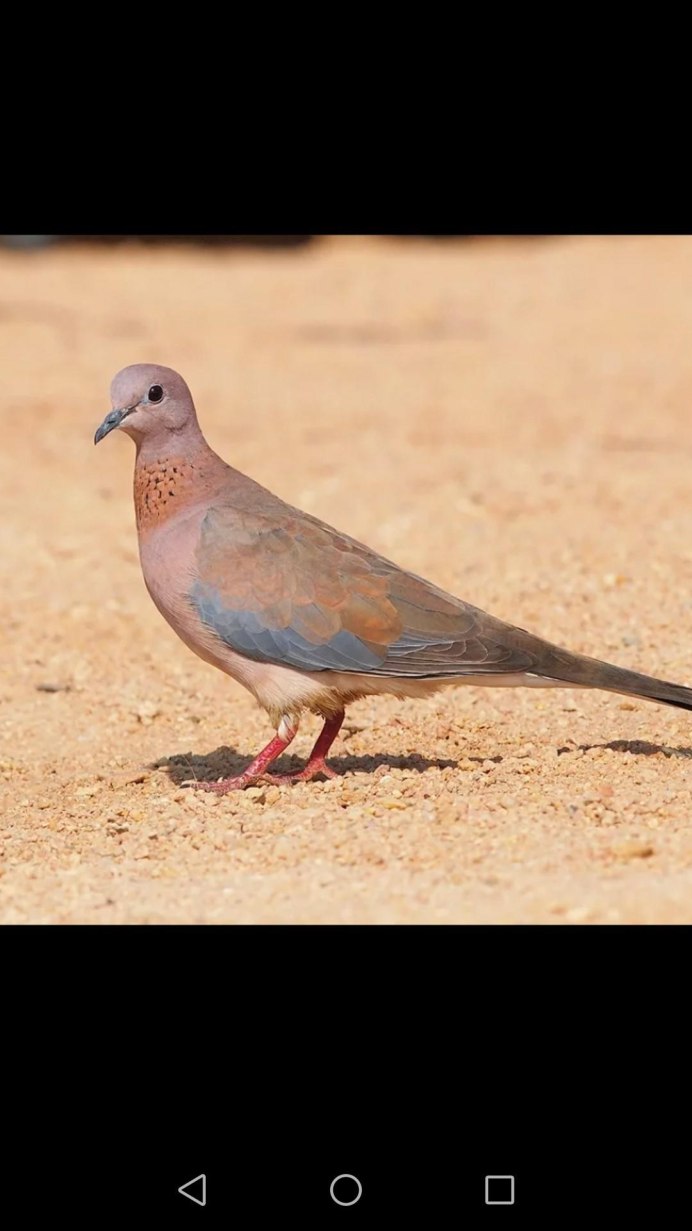 Кольчатая Горлица