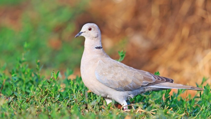 Дикий голубь Горлица обыкновенная