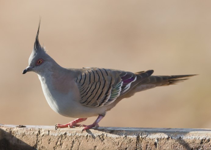 Египетская Горлица