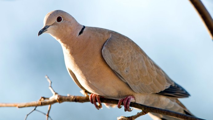 Гибрид голубя