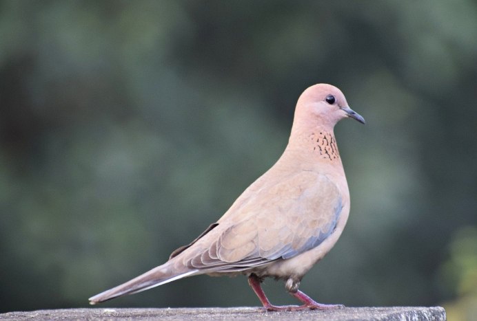 Обыкновенная Горлица (Streptopelia Turtur)