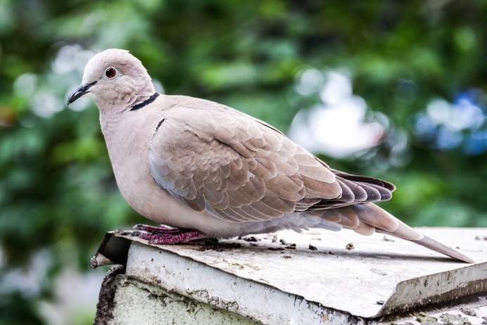 Южноафриканский рябок