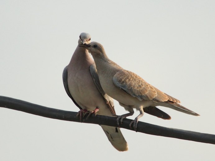 Горлица Горлица голубь
