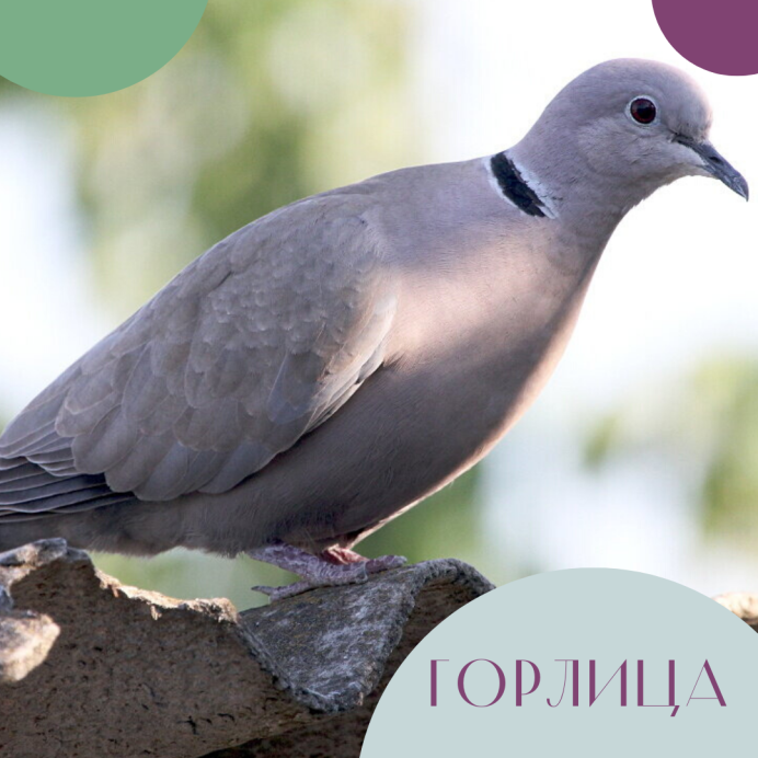 Горлица вяхирь и витютень