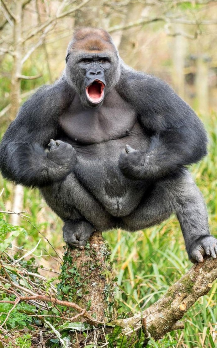 Горилла (Gorilla Gorilla)