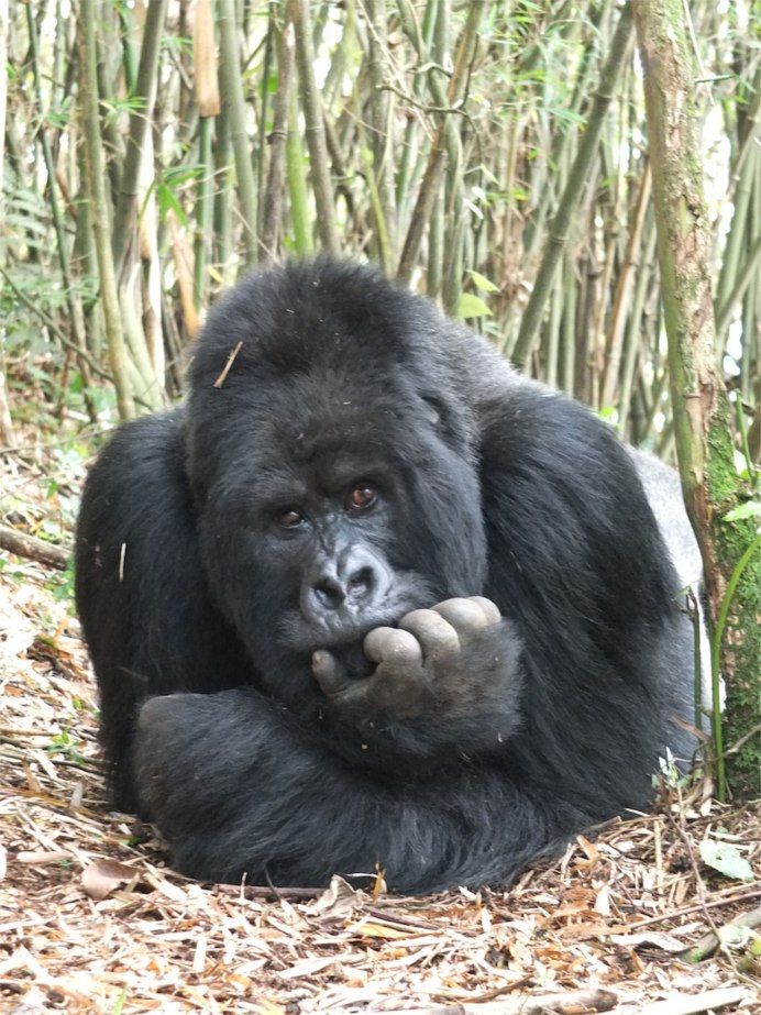 Горилла (Gorilla Gorilla)
