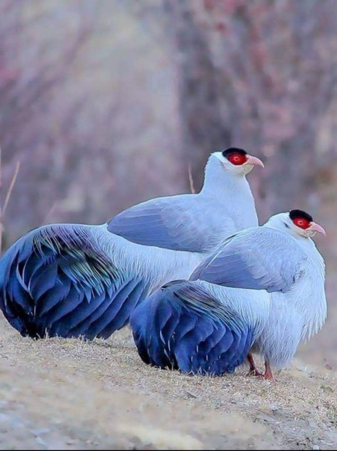 Зелёный фазан / Phasianus versicolor