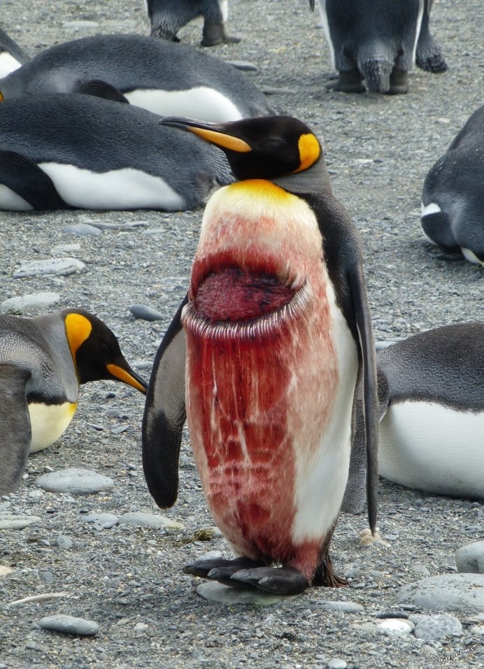 Морской леопард National Geographic
