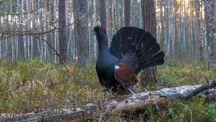 Каменный Глухарь (Tetrao parvirostris)