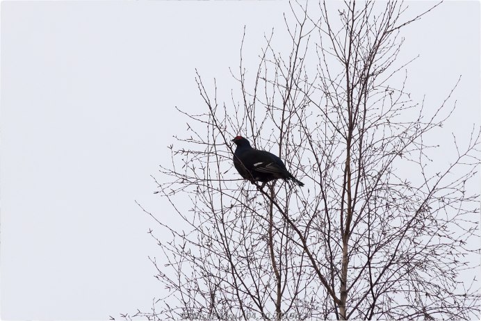 Музей природы Костромской области Кострома