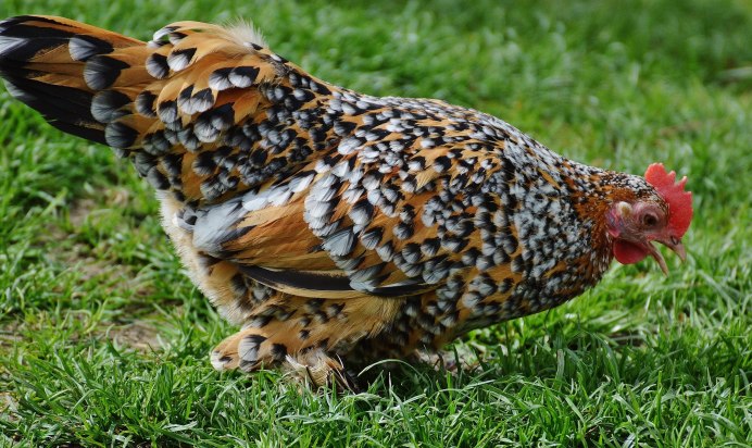 Пестрая курица