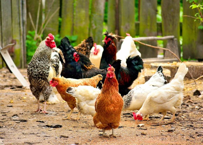 Домашние куры несушки