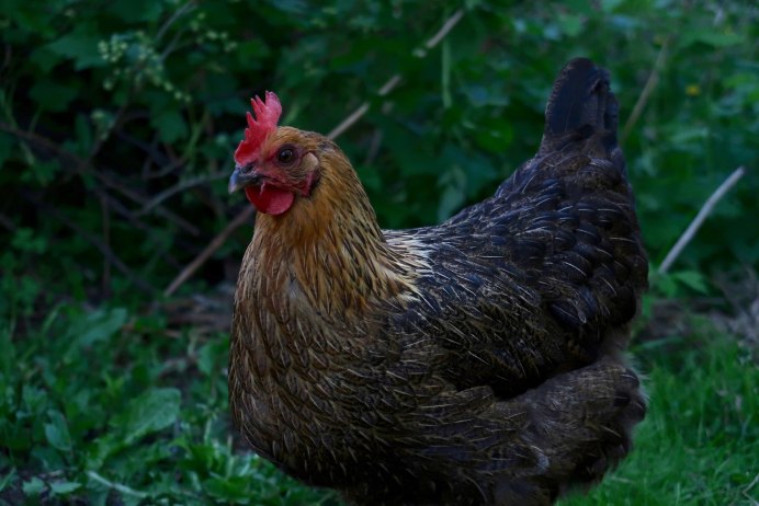 Домашние куры