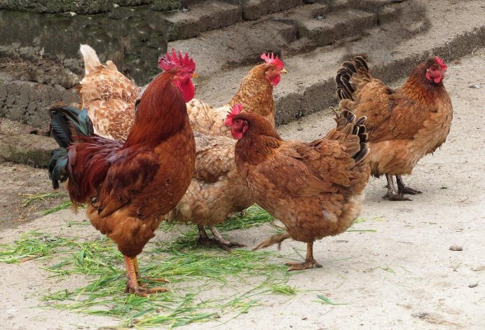 Красивая курица