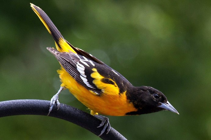 Yellow Oriole (Icterus nigrogularis)