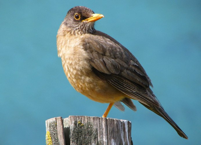 Yellow Oriole (Icterus nigrogularis)