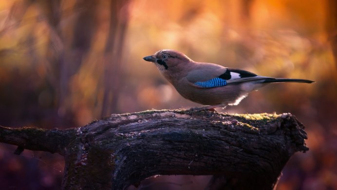 Ушастая Сова на ветке