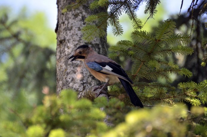 Живая природа птицы