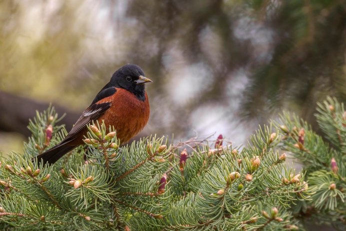 Живая природа птицы