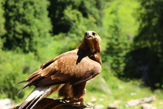 Межняк птица природный гибрид