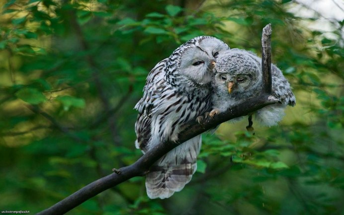 Птицы в хвойном лесу