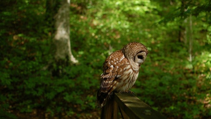 Птицы в дикой природе