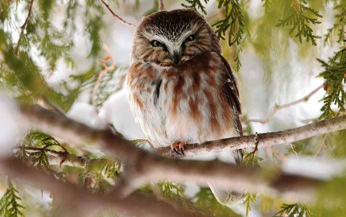 Ареал Сокола Сапсана