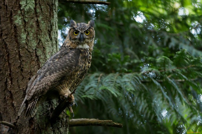 Осенние птицы