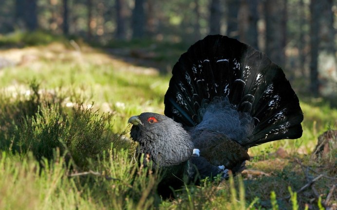 Сказочный лес