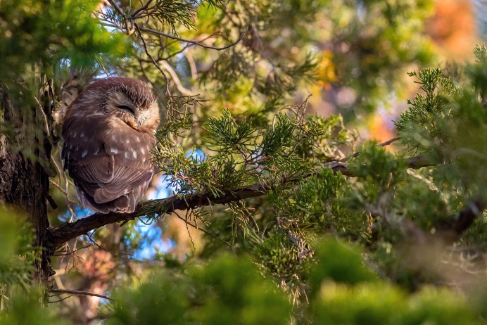 Сойка птица