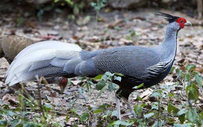 Семейства Тетеревиные Tetraonidae