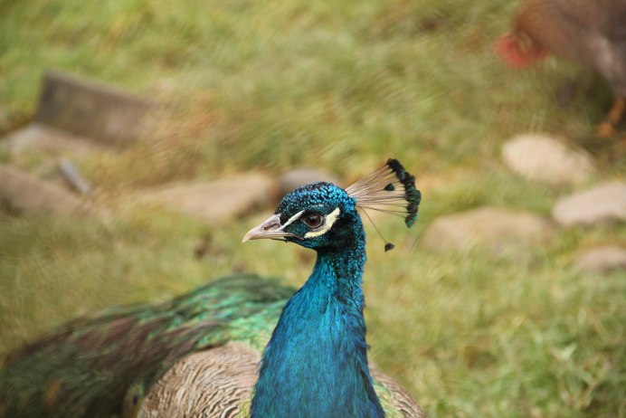 Kalij Pheasant