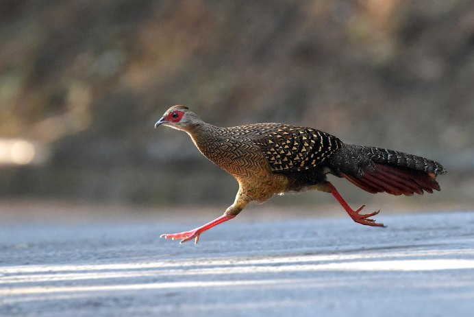 Gallus sonneratii
